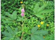 探秘含羞草麻豆传媒官网，领略多元文化与创意平台
