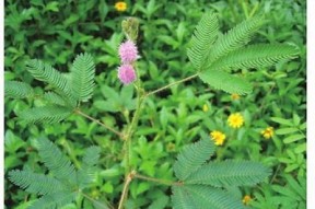 探秘含羞草麻豆传媒官网，领略多元文化与创意平台