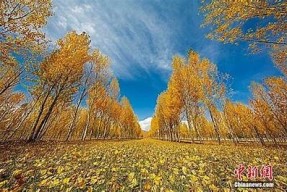 麻豆精东果冻蜜桃：探索新媒体时代的潮流走向与魅力