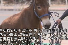 麻豆传媒映画m破解版下载，畅享热门影视资源与精彩内容！