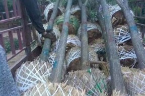 麻豆影视：优质国产AV影片在线观看平台推荐
