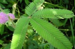 探索含羞草的魅力：麻豆传媒台湾特有体验